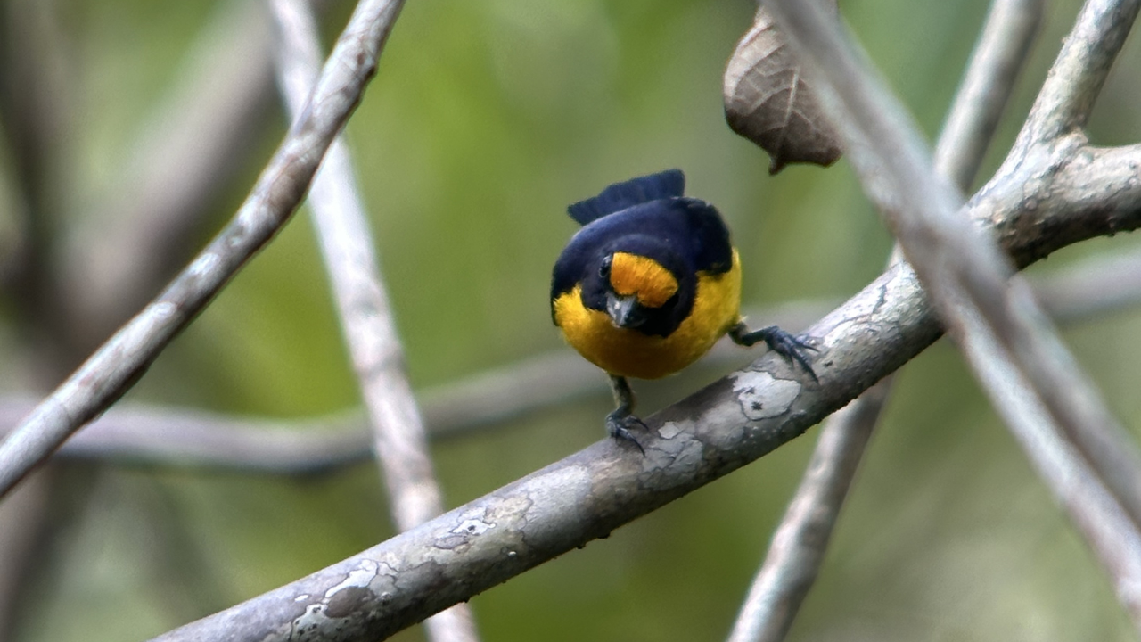 Nueva especie de ave - Euphonia violacea- descubierta en Colombia.