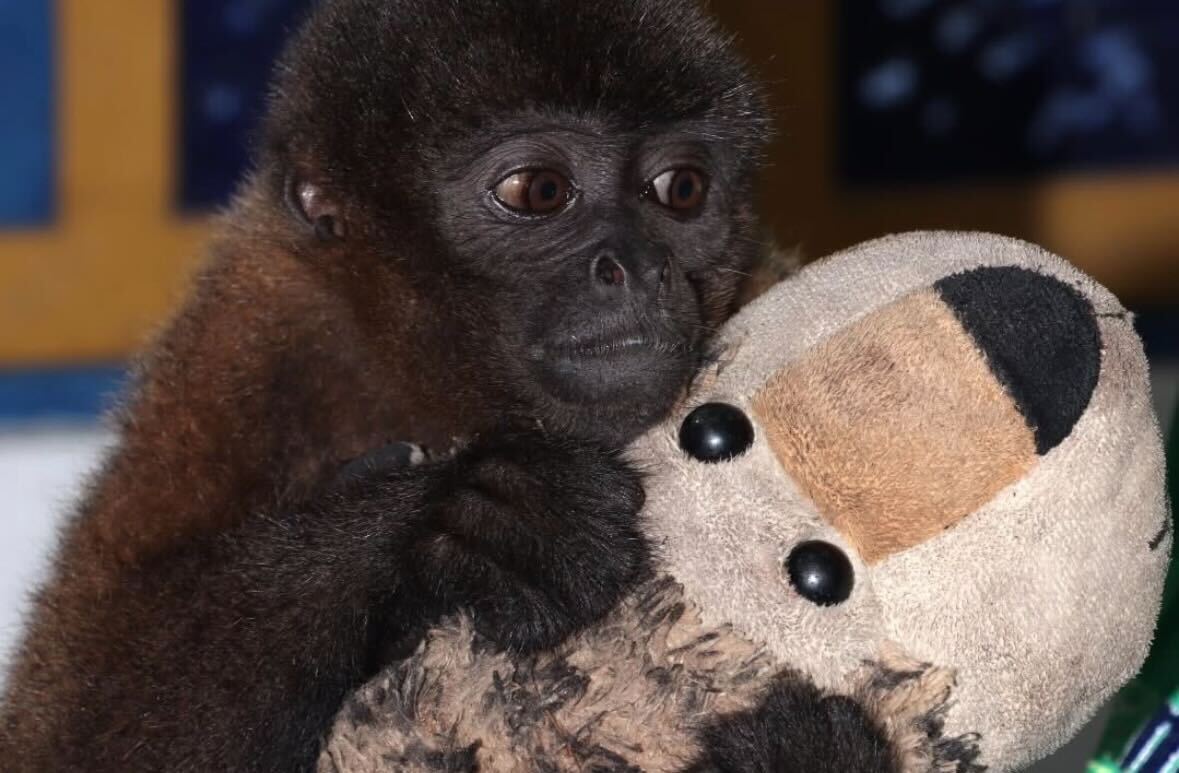 Mono churuco rescatado en Neiva se aferra a un peluche tras ser víctima de tráfico ilegal en Colombia