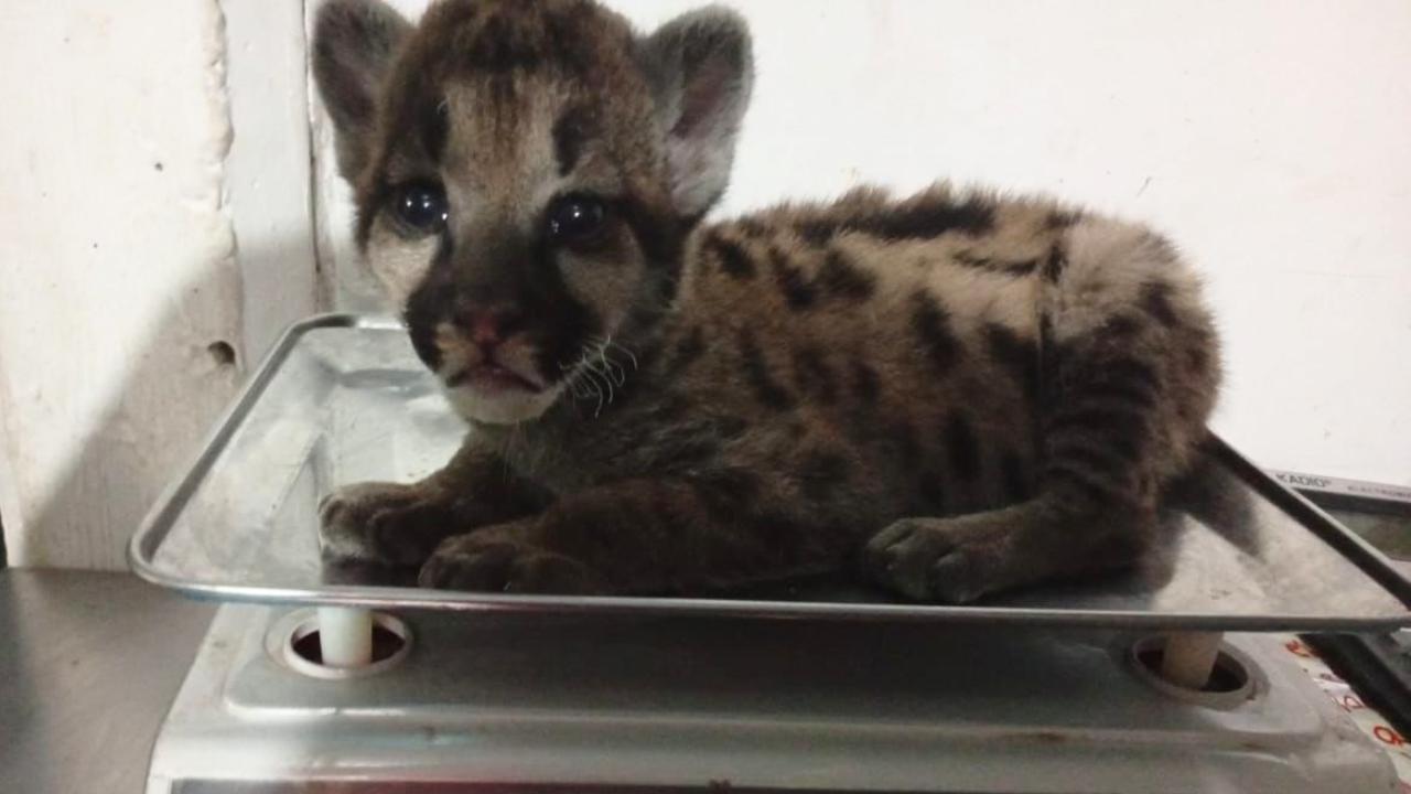 Cachorro de puma rescatado en Arauca - Crédito: Parques Nacionales Naturales.