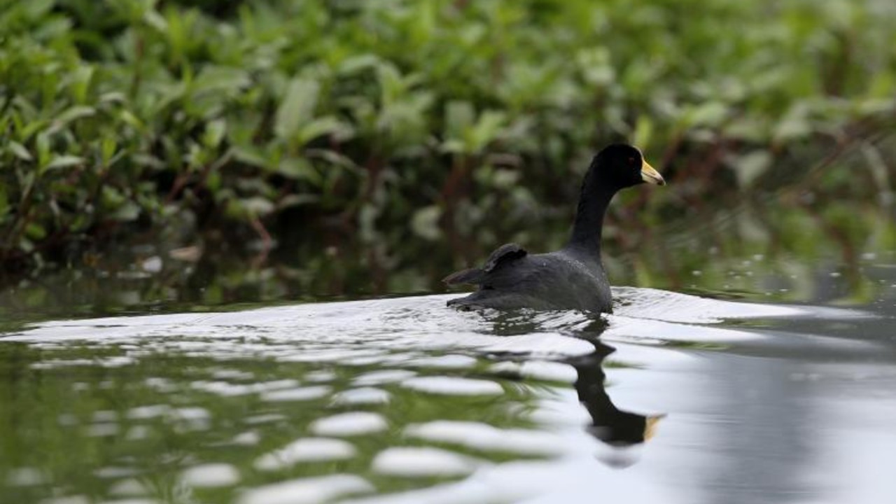Humedal Jaboque. Créditos: Alcaldía de Bogotá