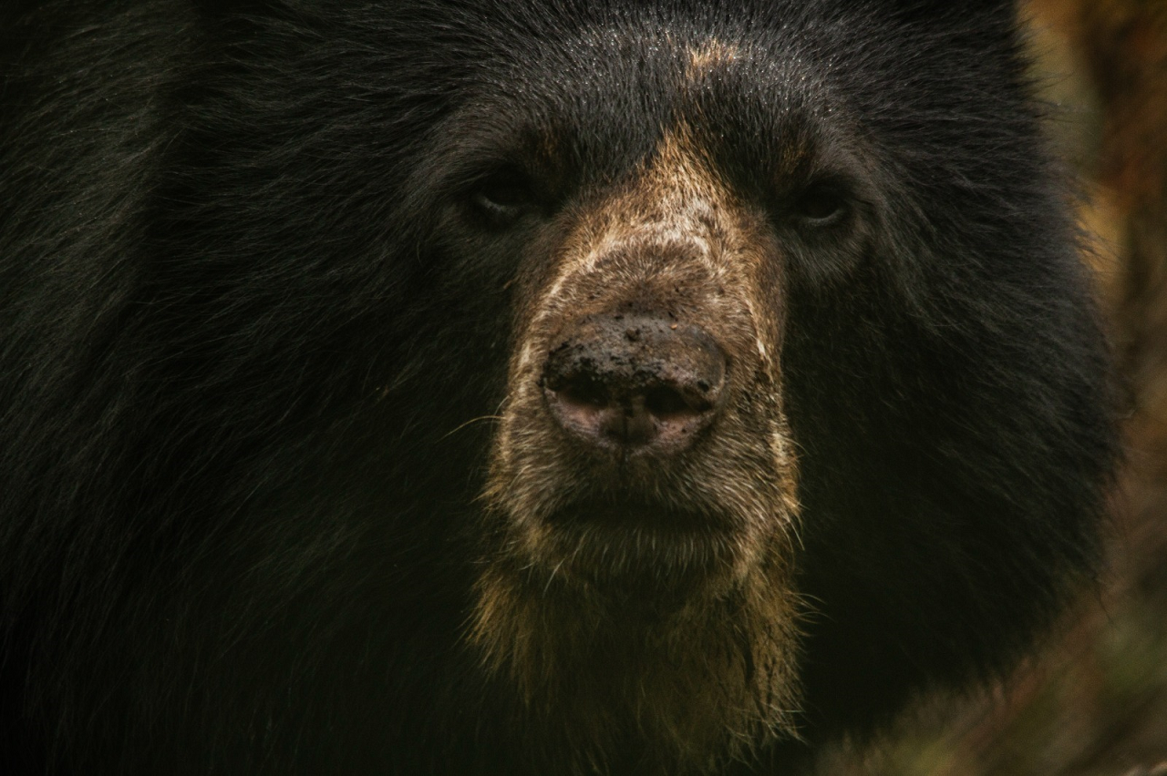 Oso andino, especie presente en las zonas montañosas de varios países de Suramérica. Foto Cortesía.