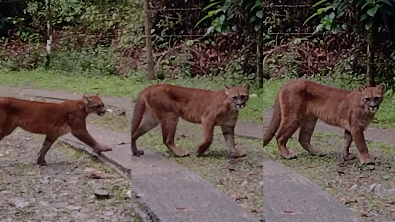 Dos pumas fueron registrados en video en una zona protegida de los Farallones, cerca de Cali