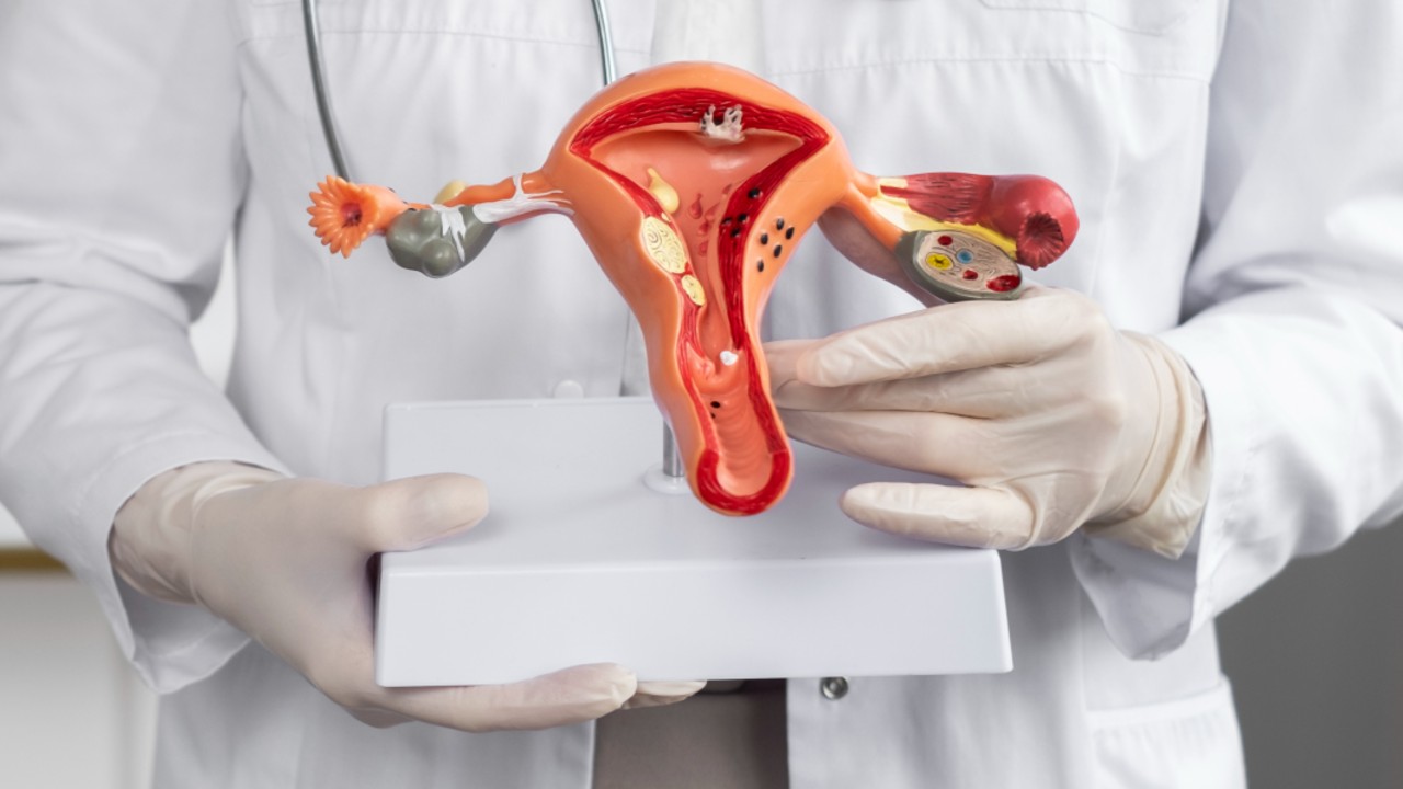 Maqueta del aparato reproductor femenino. Créditos: Freepik