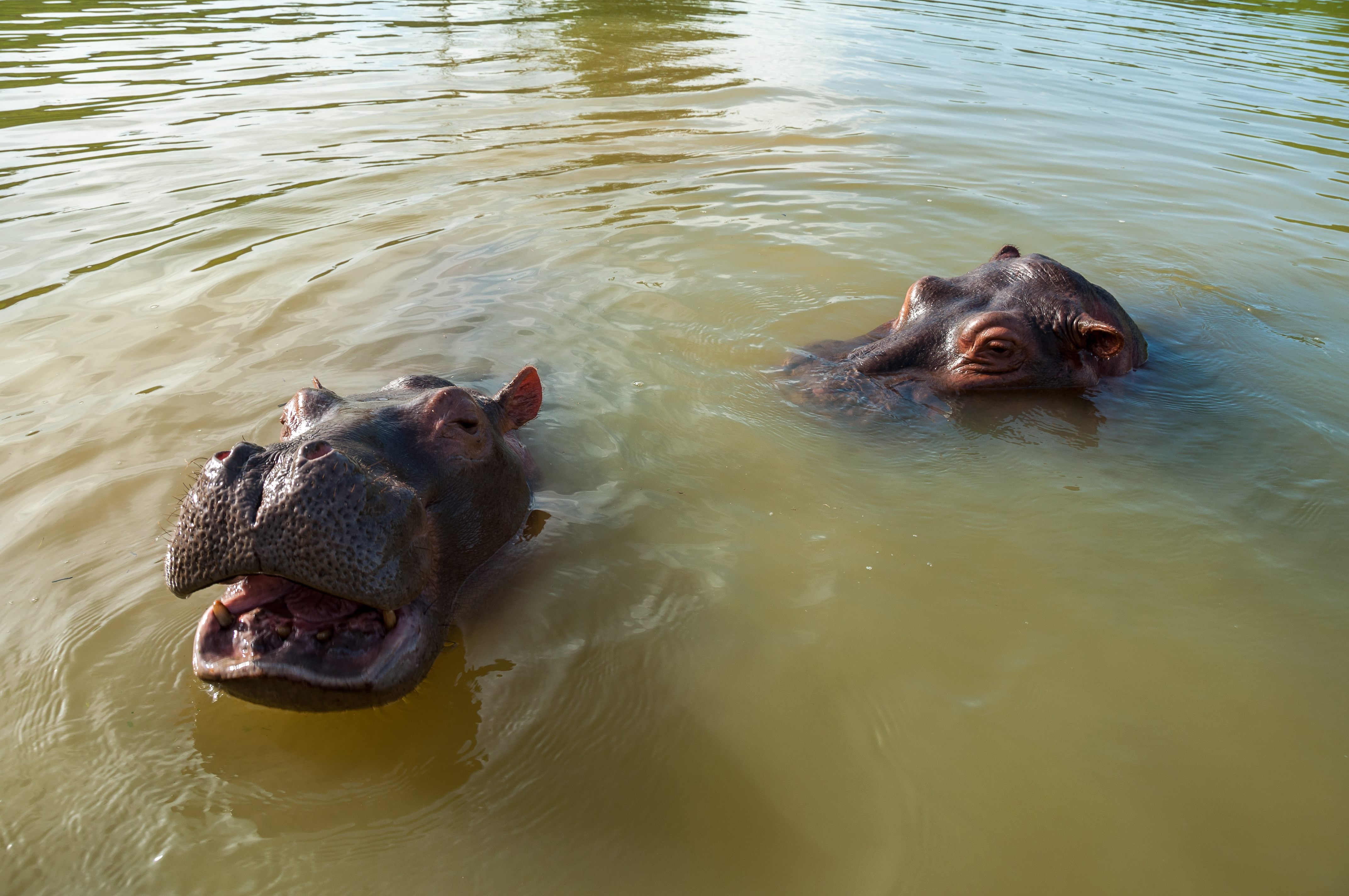 Hipopótamos en el Magdalena Medio, especie invasora que ha alterado ecosistemas acuáticos de la región