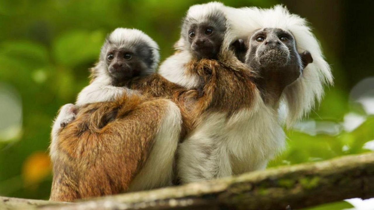 El 32 por ciento de los registros sobre casos de violencia contra animales corresponde a muertes o
heridas causadas en medio de emboscadas, hostigamientos, enfrentamientos armados o ataques con drones | Crédito: Colprensa