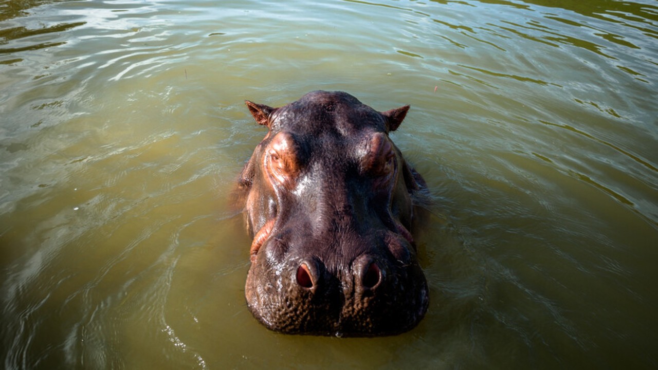 Hipopótamo en el Magdalena Medio. Créditos: Colprensa - externos