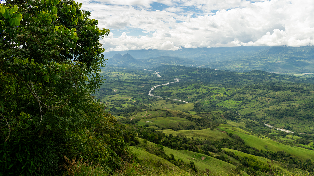 Sembrando Futuro 2.0. es un proyecto que tiene la meta de reforestar 2.000 hectáreas de bosque. Crédito imagen: Freepik.