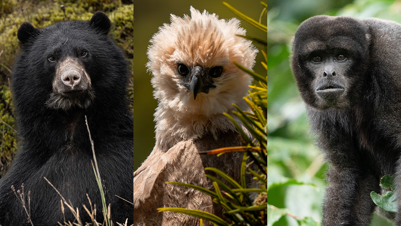 Aguila arpía, mono churuco colombiano y oso andino, algunos de los animales registrados en Familias Salvajes. Créditos: Prensa Familias Salvajes.