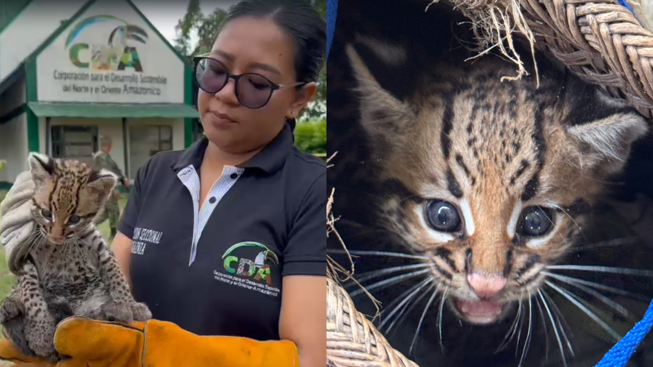 Se logró el rescate de una cría hembra de ocelote en zona rural de Inírida, Guainía. Crédito: Cortesía.