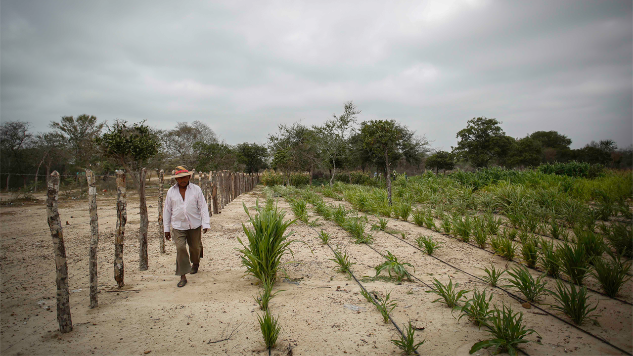 El fenómeno de El Niño podría afectar la salud pública, los alimentos, los embalses y los ecosistemas en Colombia