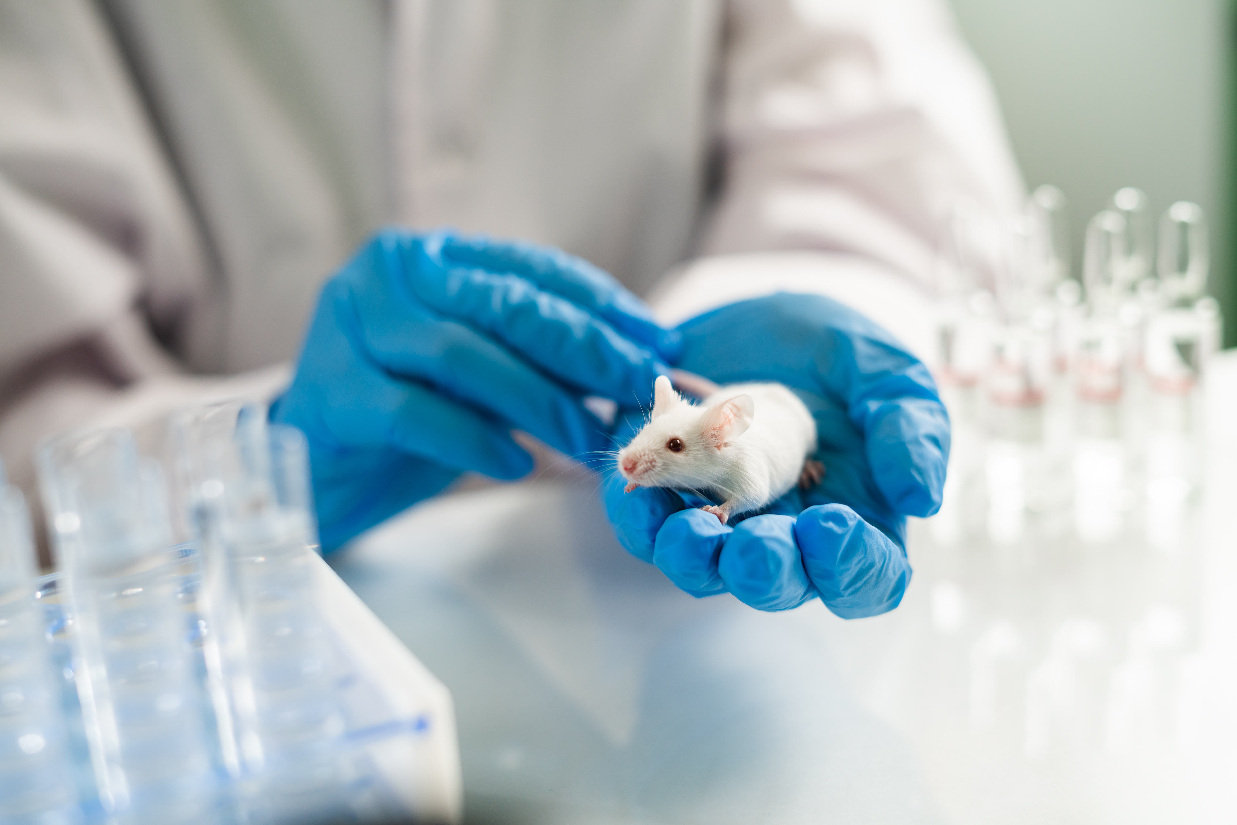 Colombia reglamentó la prohibición del testeo animal en cosméticos y exigirá nuevas certificaciones